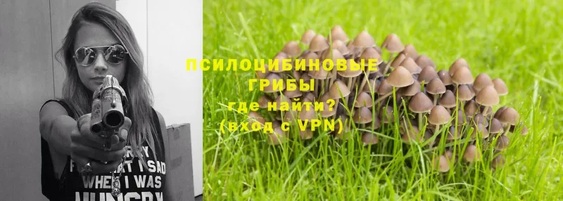 Галлюциногенные грибы Psilocybe  blacksprut ссылки  Новошахтинск  закладка 